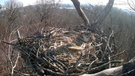 Hanover Eagles Live Cam - Dec 13, 2025, 12:47pm EST