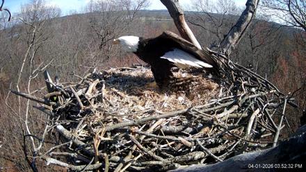 Hanover Eagles Live Cam - Apr 1, 2026, 3:53pm EDT