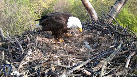 Hanover Eagles Live Cam - Apr 20, 2026, 5:43pm EDT