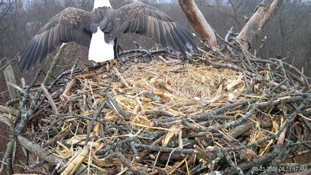 Hanover Eagles Live Cam - Mar 3, 2026, 8:31am EST