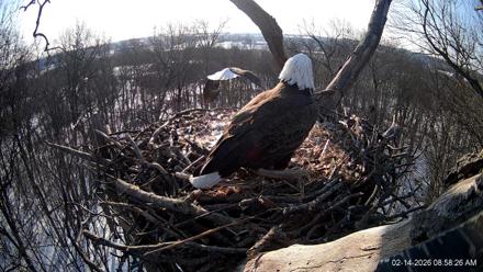 Hanover Eagles Live Cam - Feb 14, 2026, 8:58am EST