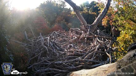 Hanover Eagles Live Cam - Oct 18, 2026, 8:09am EDT