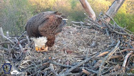 Hanover Eagles Live Cam - Apr 20, 2026, 7:22pm EDT