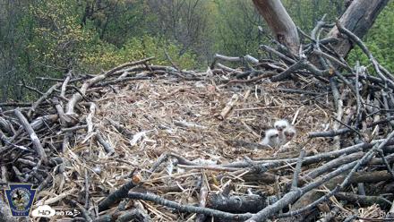 Hanover Eagles Live Cam - Apr 17, 2026, 12:12pm EDT
