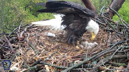 Hanover Eagles Live Cam - Apr 19, 2026, 11:13am EDT