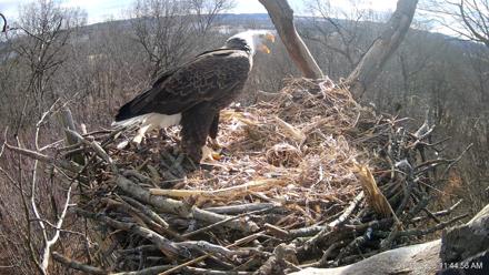 Hanover Eagles Live Cam - Jan 15, 2026, 11:45am EST