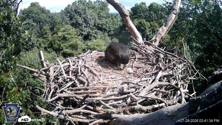 Hanover Eagles Live Cam - Jul 29, 2026, 3:42pm EDT