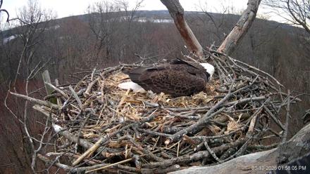 Hanover Eagles Live Cam - Mar 13, 2026, 1:58pm EDT