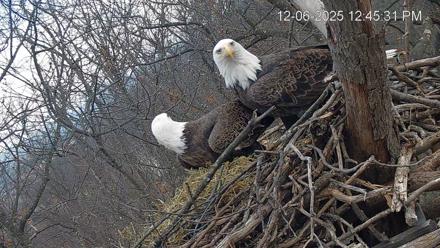 Hanover Eagles Live Cam - Dec 6, 2025, 12:46pm EST