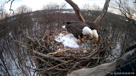 Hanover Eagles Live Cam - Feb 12, 2026, 5:07pm EST