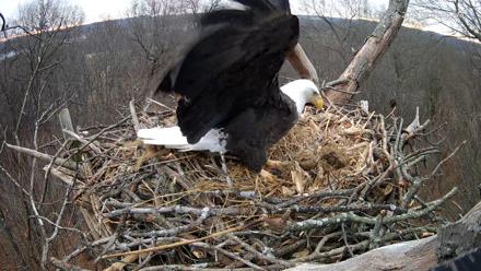 Hanover Eagles Live Cam - Dec 25, 2025, 9:01am EST