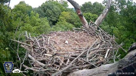 Hanover Eagles Live Cam - May 13, 2026, 4:06pm EDT