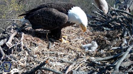 Hanover Eagles Live Cam - Apr 13, 2026, 4:28pm EDT