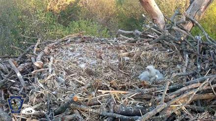 Hanover Eagles Live Cam - Apr 17, 2026, 7:15pm EDT