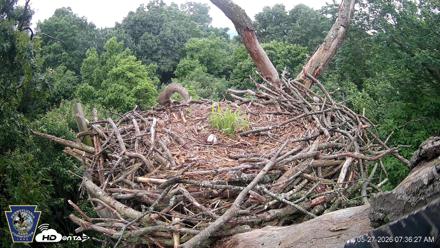 Hanover Eagles Live Cam - May 27, 2026, 7:36am EDT