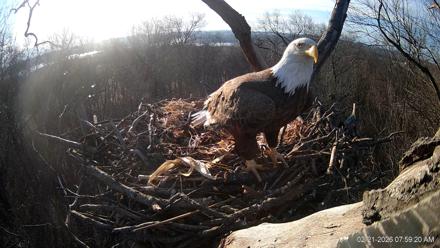 Hanover Eagles Live Cam - Feb 21, 2026, 7:59am EST