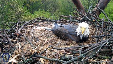 Hanover Eagles Live Cam - Apr 19, 2026, 7:17am EDT