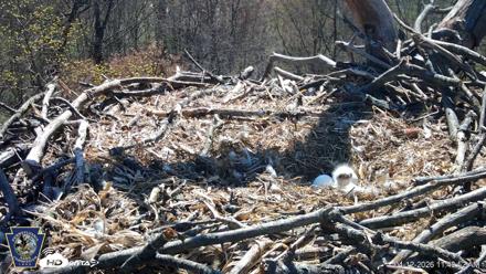 Hanover Eagles Live Cam - Apr 12, 2026, 11:45am EDT