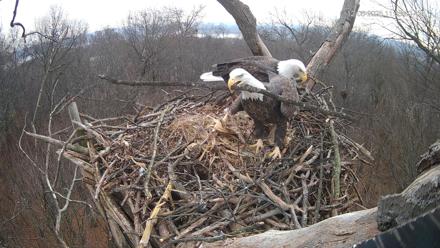 Hanover Eagles Live Cam - Dec 6, 2025, 11:06am EST