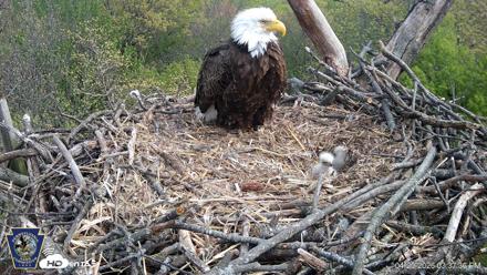 Hanover Eagles Live Cam - Apr 20, 2026, 3:37pm EDT