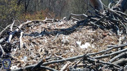 Hanover Eagles Live Cam - Apr 12, 2026, 12:50pm EDT