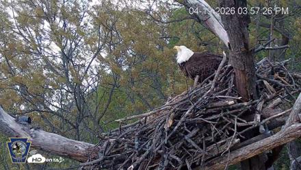 Hanover Eagles Live Cam - Apr 19, 2026, 3:58pm EDT