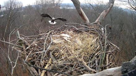 Hanover Eagles Live Cam - Dec 6, 2025, 1:00pm EST