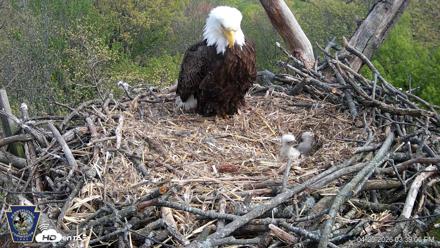 Hanover Eagles Live Cam - Apr 20, 2026, 3:39pm EDT