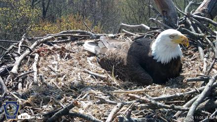 Hanover Eagles Live Cam - Apr 14, 2026, 11:05am EDT