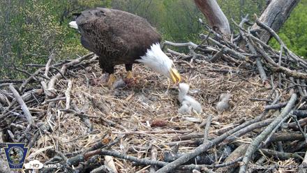 Hanover Eagles Live Cam - Apr 20, 2026, 12:51pm EDT