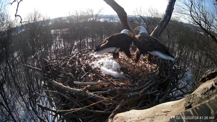 Hanover Eagles Live Cam - Feb 14, 2026, 8:41am EST