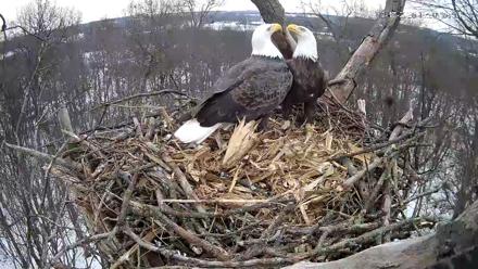 Hanover Eagles Live Cam - Dec 17, 2025, 11:20am EST