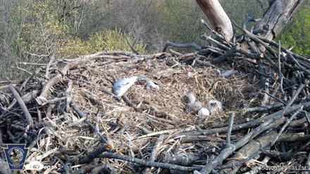 Hanover Eagles Live Cam - Apr 15, 2026, 4:47pm EDT