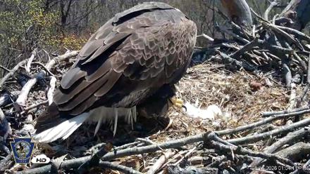 Hanover Eagles Live Cam - Apr 12, 2026, 1:04pm EDT