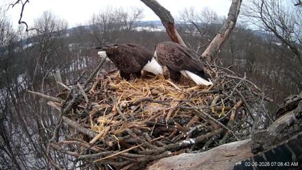 Hanover Eagles Live Cam - Feb 26, 2026, 7:10am EST