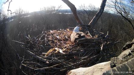 Hanover Eagles Live Cam - Feb 21, 2026, 8:22am EST