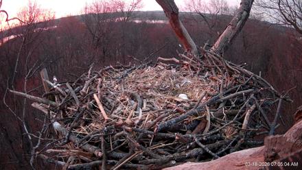 Hanover Eagles Live Cam - Mar 18, 2026, 7:05am EDT