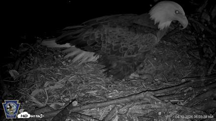 Hanover Eagles Live Cam - Apr 12, 2026, 6:04am EDT