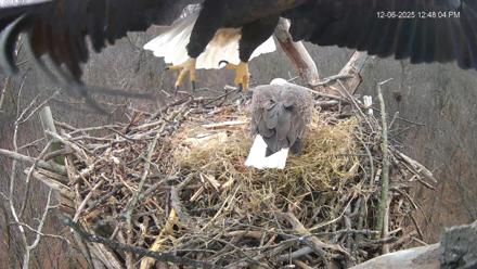Hanover Eagles Live Cam - Dec 6, 2025, 12:48pm EST