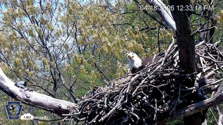Hanover Eagles Live Cam - Apr 18, 2026, 12:34pm EDT