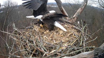 Hanover Eagles Live Cam - Dec 10, 2025, 12:59pm EST