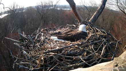 Hanover Eagles Live Cam - Mar 26, 2026, 8:23am EDT