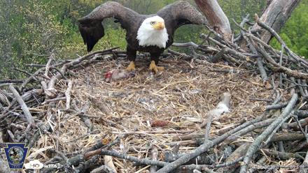 Hanover Eagles Live Cam - Apr 20, 2026, 1:34pm EDT