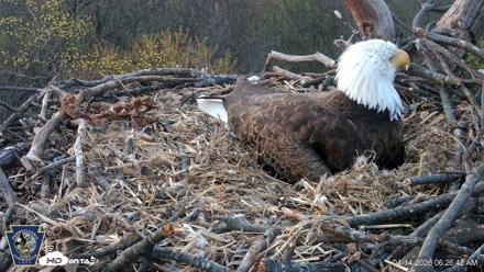 Hanover Eagles Live Cam - Apr 14, 2026, 6:27am EDT