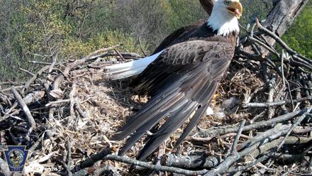 Hanover Eagles Live Cam - Apr 16, 2026, 4:14pm EDT