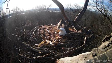 Hanover Eagles Live Cam - Feb 21, 2026, 8:26am EST