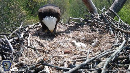Hanover Eagles Live Cam - Apr 20, 2026, 12:58pm EDT