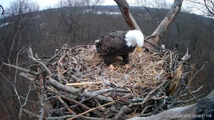 Hanover Eagles Live Cam - Jan 24, 2026, 5:05pm EST