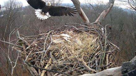 Hanover Eagles Live Cam - Dec 6, 2025, 1:00pm EST
