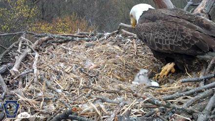 Hanover Eagles Live Cam - Apr 13, 2026, 10:55am EDT